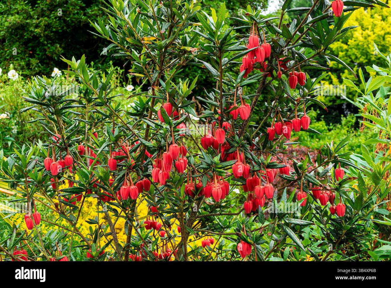 Karmesinblüten des chilenischen Laternenbaums, Crinodendron hookerianum. Stockfoto