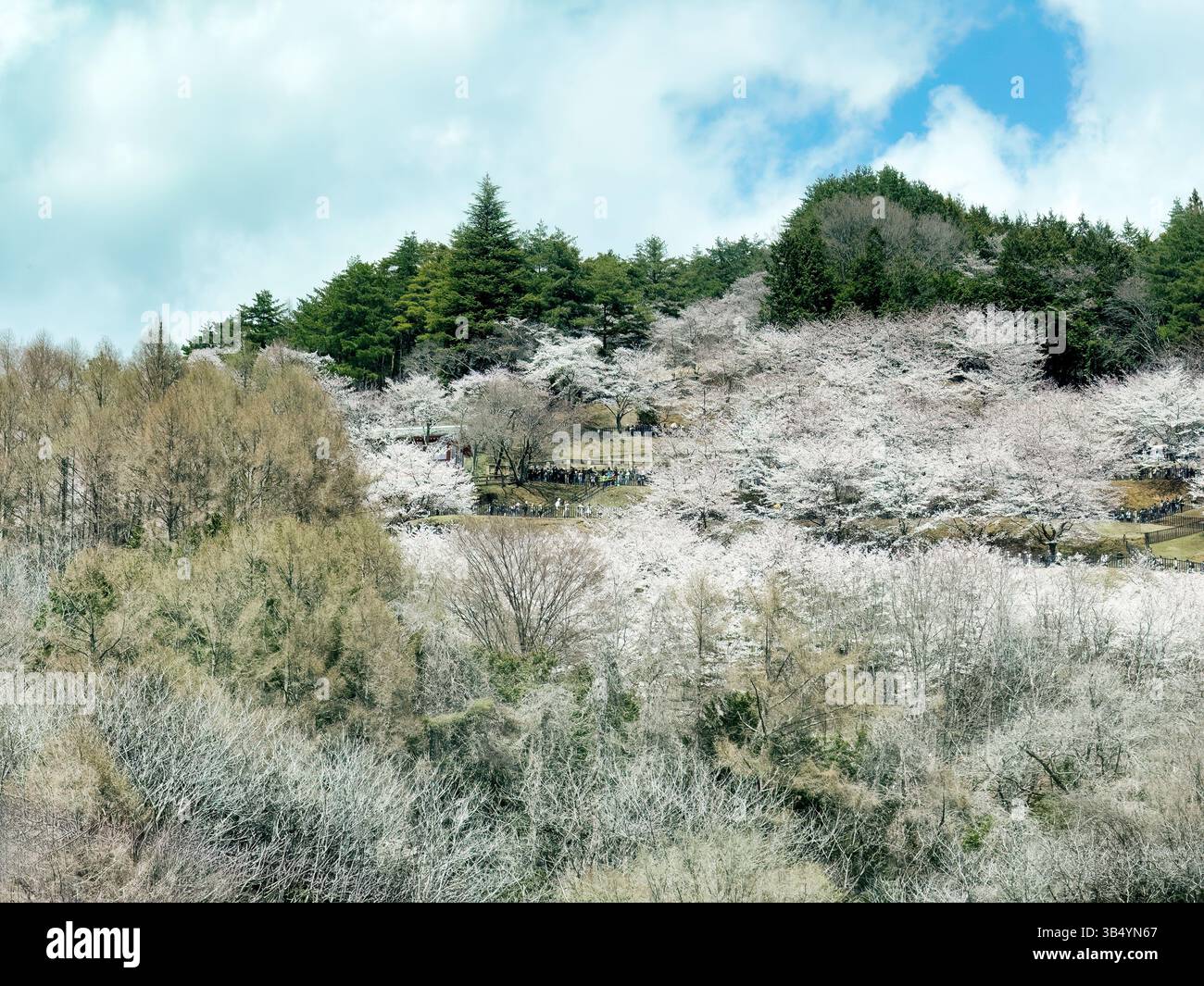 Massen von Menschen, die den steilen Hügel hinaufsteigen, um den Tempel des Arakurayama Sengen-Schreins in Fujiyoshida City in Japan mit Kirschblüten im Frühling zu sehen Stockfoto
