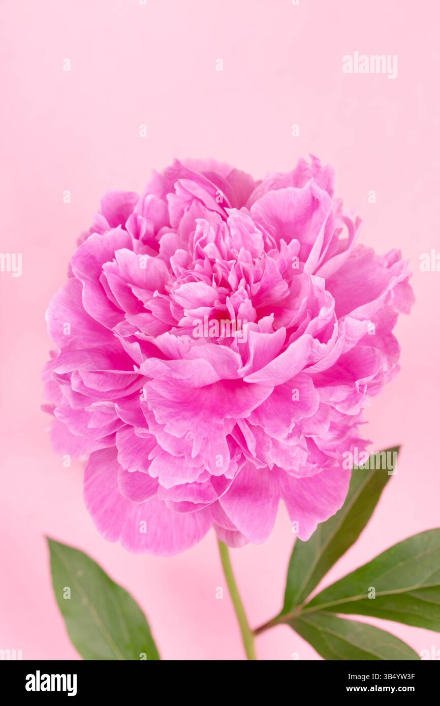 Nahaufnahme einer einzelnen rosa Pfingstrose auf weichem pastellrosa Hintergrund. Nützlich für Hautpflegeanzeigen, Vorlagen mit Blumendesign, feminine Produkte oder so-Motive Stockfoto