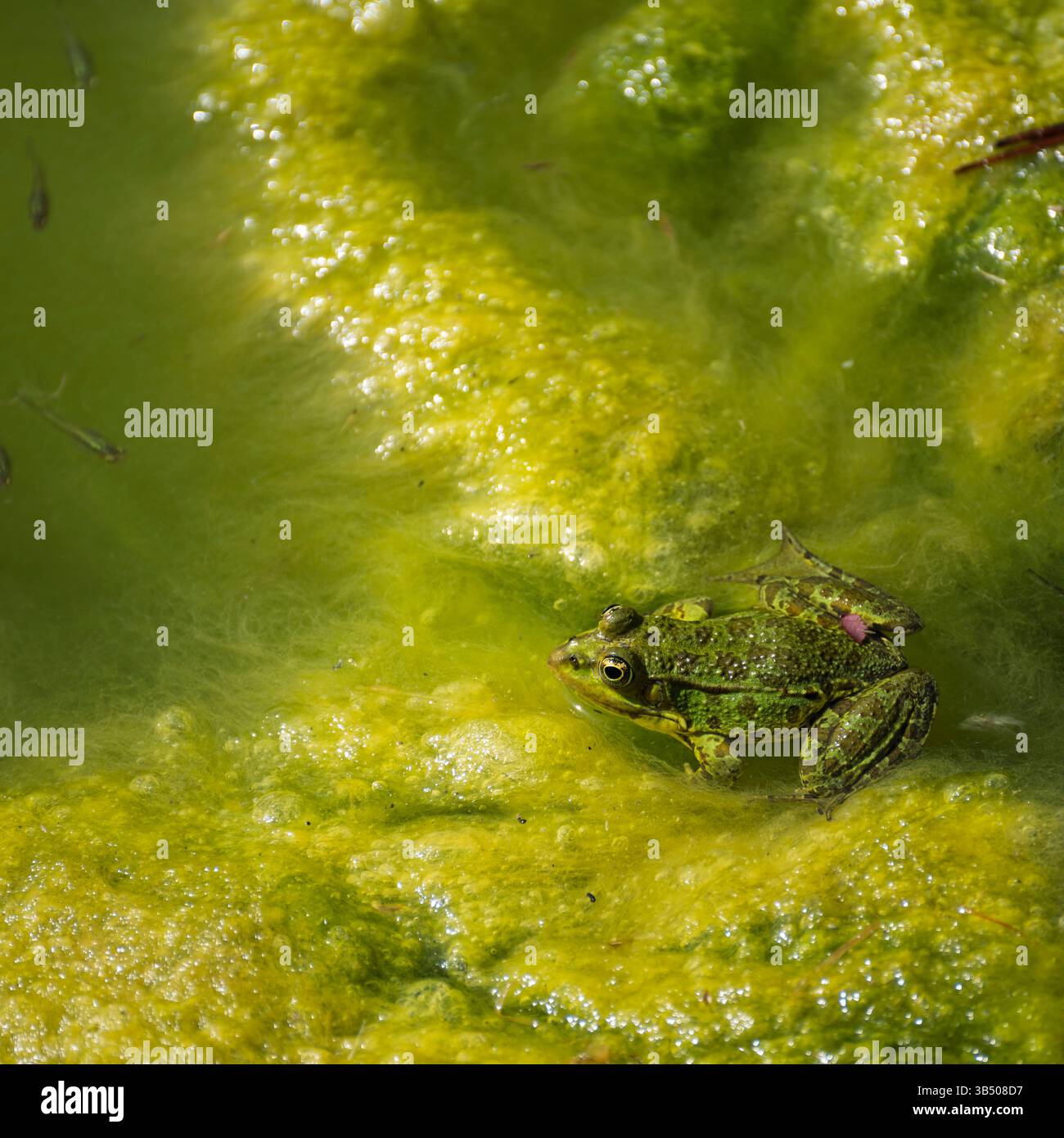 Sumpffrosch schwimmt im Wasser (ضفدع الماء الأخضر Pelophylax ridibundus in der Vergangenheit auch als Rana ridibunda bekannt) dieser Frosch ist der größte in Europa Stockfoto