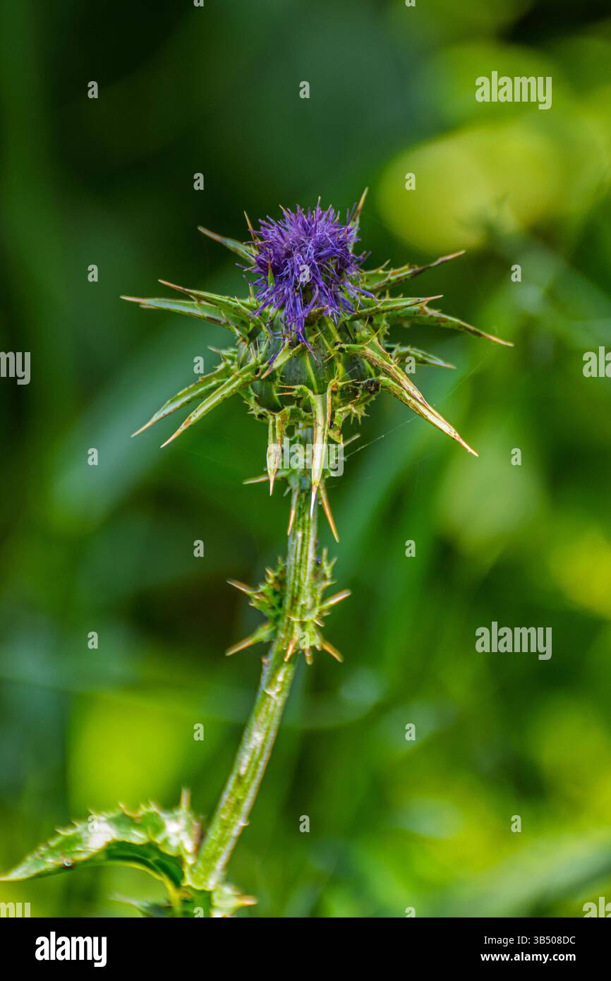 Silybum marianum Thistle unserer Lieben Frau, Heilige Thistle, Milch Thistle fotografiert in Israel im April. Silybum marianum ist eine Distelart. Es gibt verschiedene Stockfoto