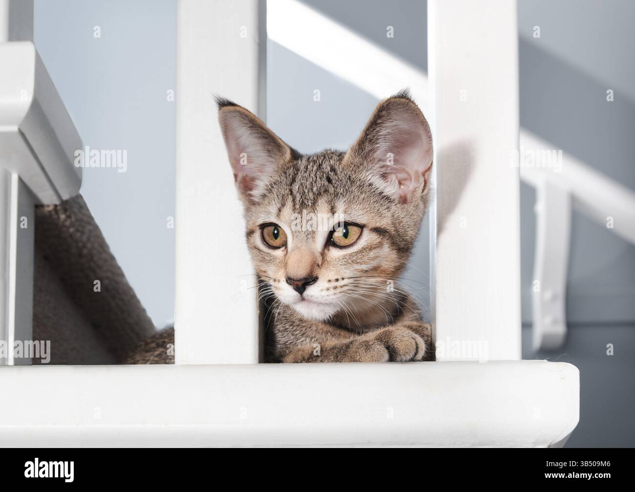 Neugieriges Kätzchen, das auf der Treppe liegt, mit dem Kopf aus dem Geländer. Das adoptierte süße Kätzchen hat einen sicheren Platz zum Entspannen gefunden. 3 Monate alt, getickt Tabby ca. Stockfoto