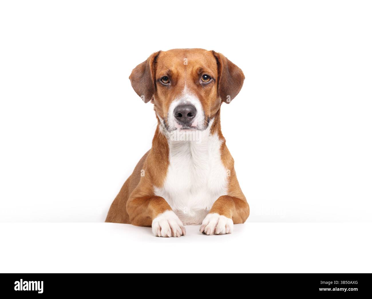 Isolierter Hund, der hinter dem weißen Tisch sitzt, während er in die Kamera schaut. Vorderansicht. Hündchen mit Pfoten auf dem Tisch. Ernster Gesichtsausdruck. 3 Jahre alt, weiblich Stockfoto