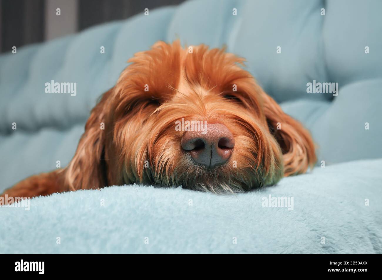 Entspannter Hund, der mit dem Kopf auf dem Schlafsofa schläft. Konzentration auf die Nase. Niedlicher flauschiger Welpe, der sich sicher oder erschöpft fühlt, während er sich auf der weichen blauen Couch mit Pillo ausruht Stockfoto