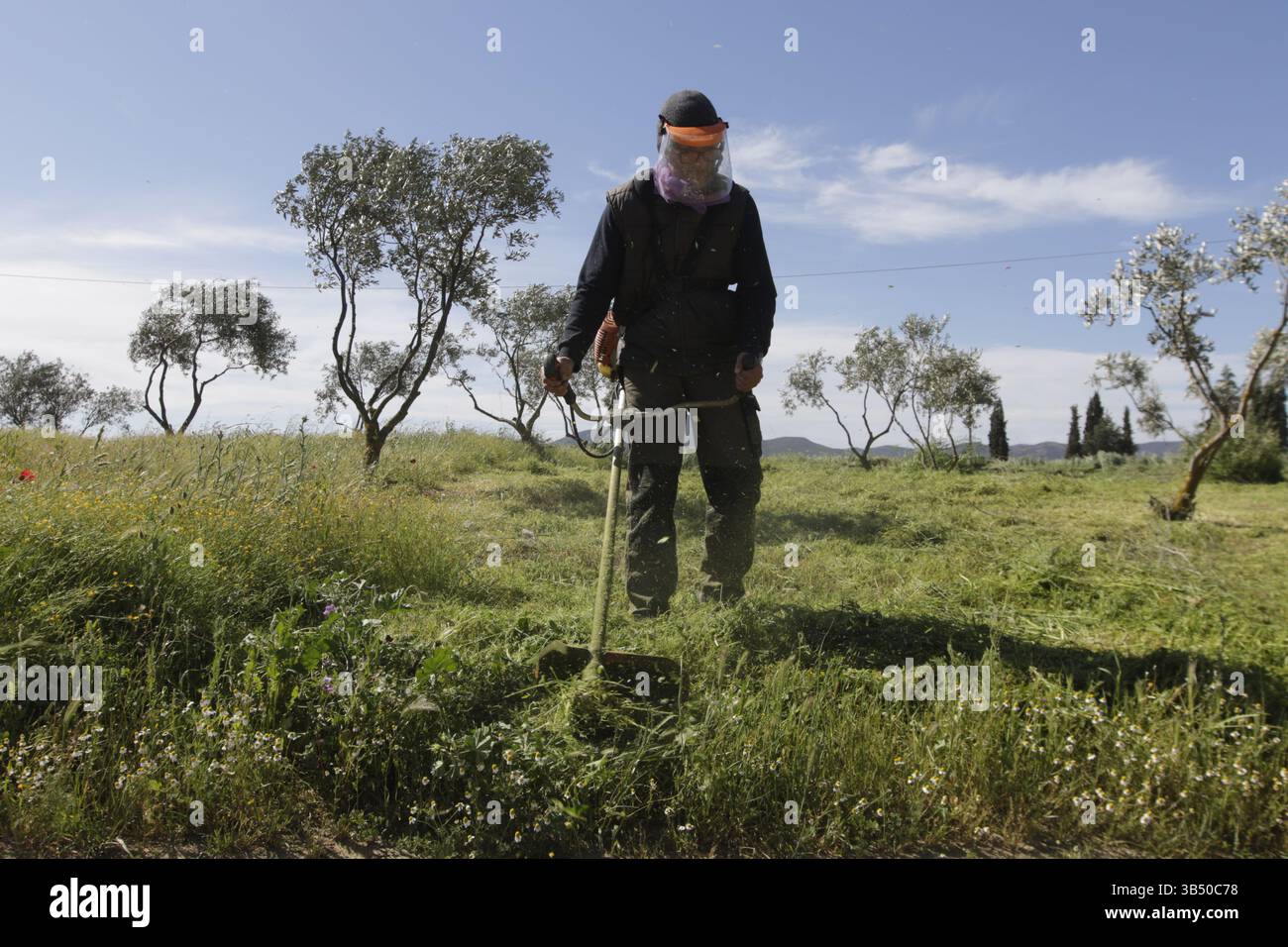 Mann mäht Gras und unerwünschtes Unkraut zwischen Olivenbäumen mit einem handgeführten Benzin-Rasenmobil. Stockfoto