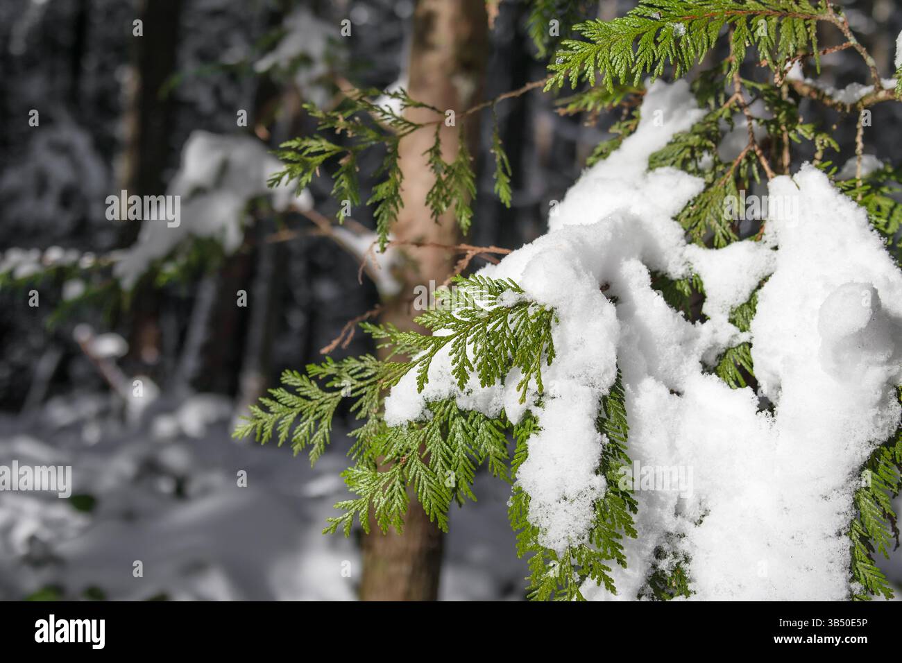 Western red cedar leaves thuja -Fotos und -Bildmaterial in hoher Auflsung   Alamy