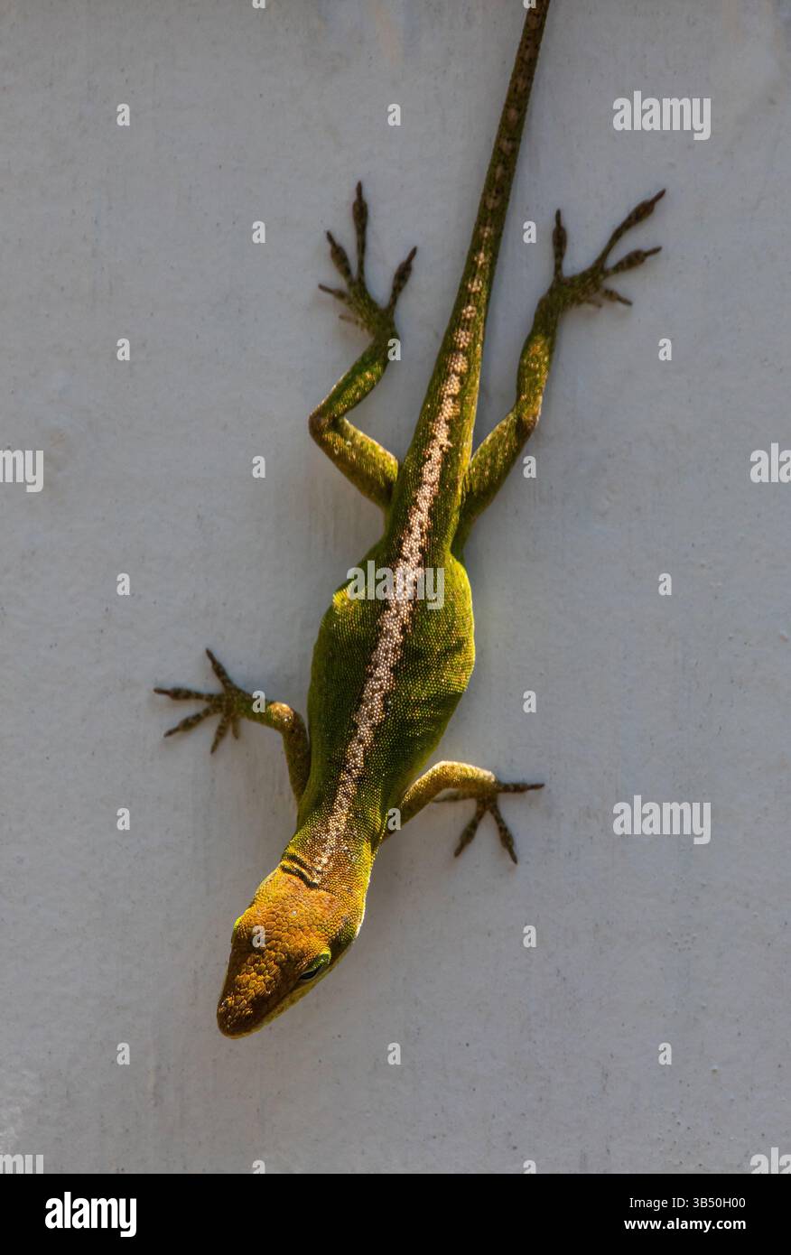 Eine braune/grüne Carolina Anole, die sich kopfüber an einem weißen Zaun festhält. Stockfoto