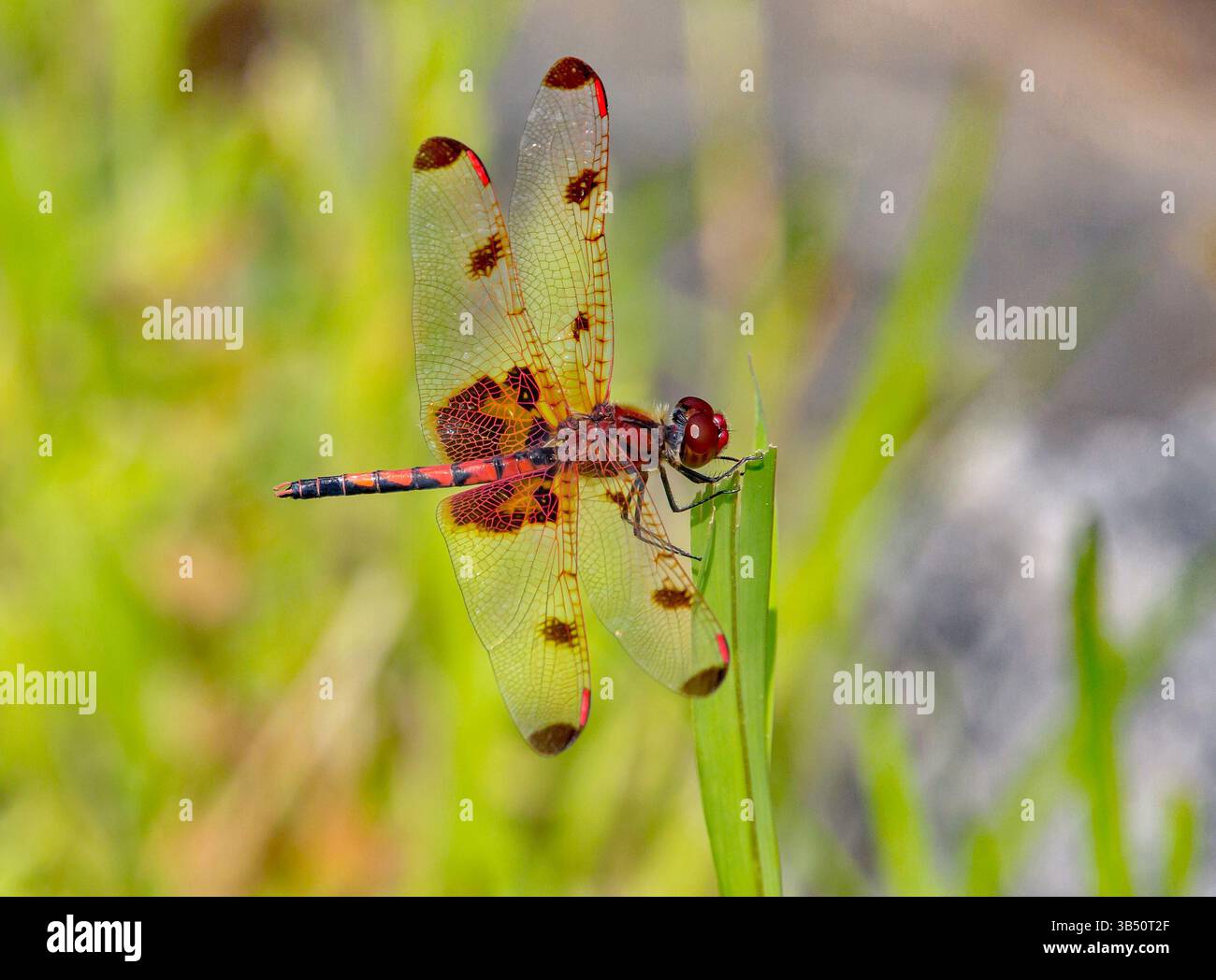 Eine Calico pennant Dragonfly thront auf einer grünen Anlage in hellem Sonnenlicht. Stockfoto