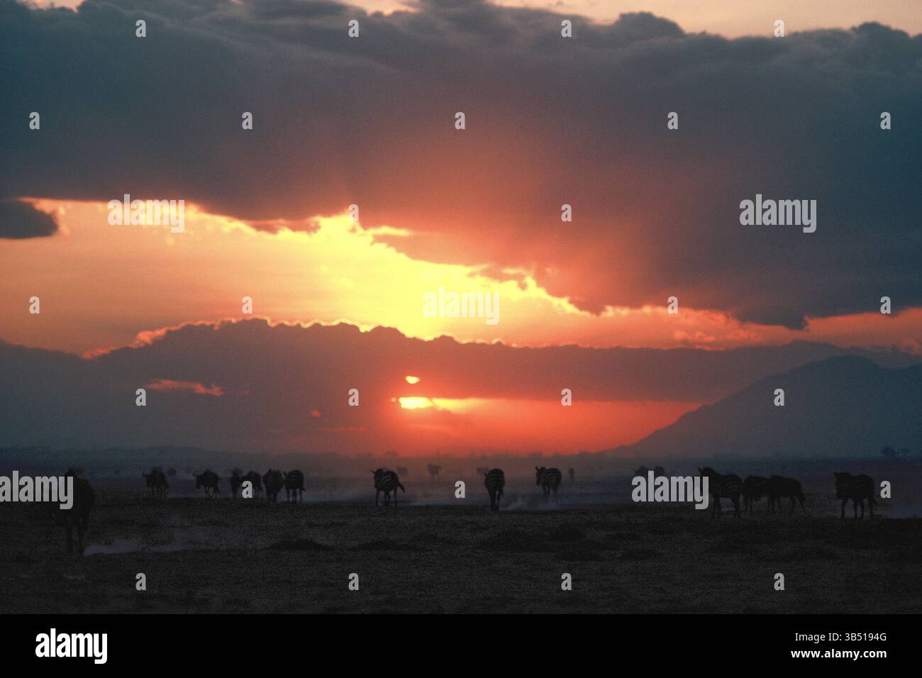 Afrika. Kenia. Amboseli. Sonnenuntergang über Ebenen mit Zebra und Gnus. Stockfoto