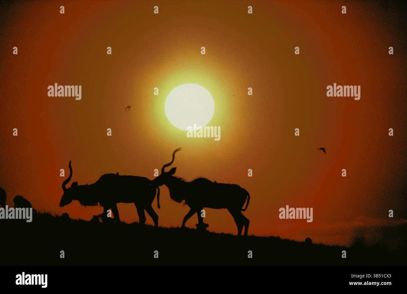 Kenia. Tsavo Ost. Tierwelt. Antilopensilhouette auf dem Kamm bei Sonnenuntergang. Stockfoto
