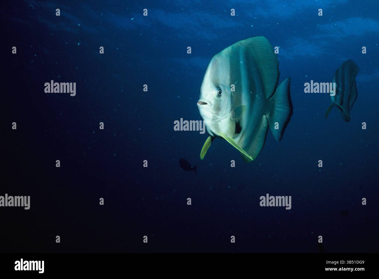 Malediven. Indischer Ozean. Tierwelt. Meeresfische. Fledermausfische. (Platax batavianus) Stockfoto