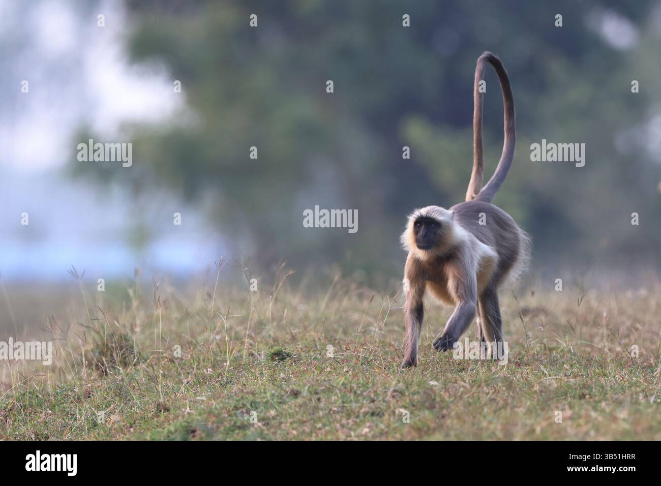Semnopithecus ist eine Gattung von Affen der Alten Welt, die auf dem indischen Subkontinent beheimatet sind, wobei die meisten Arten allgemein als graue Sprache bekannt sind Stockfoto
