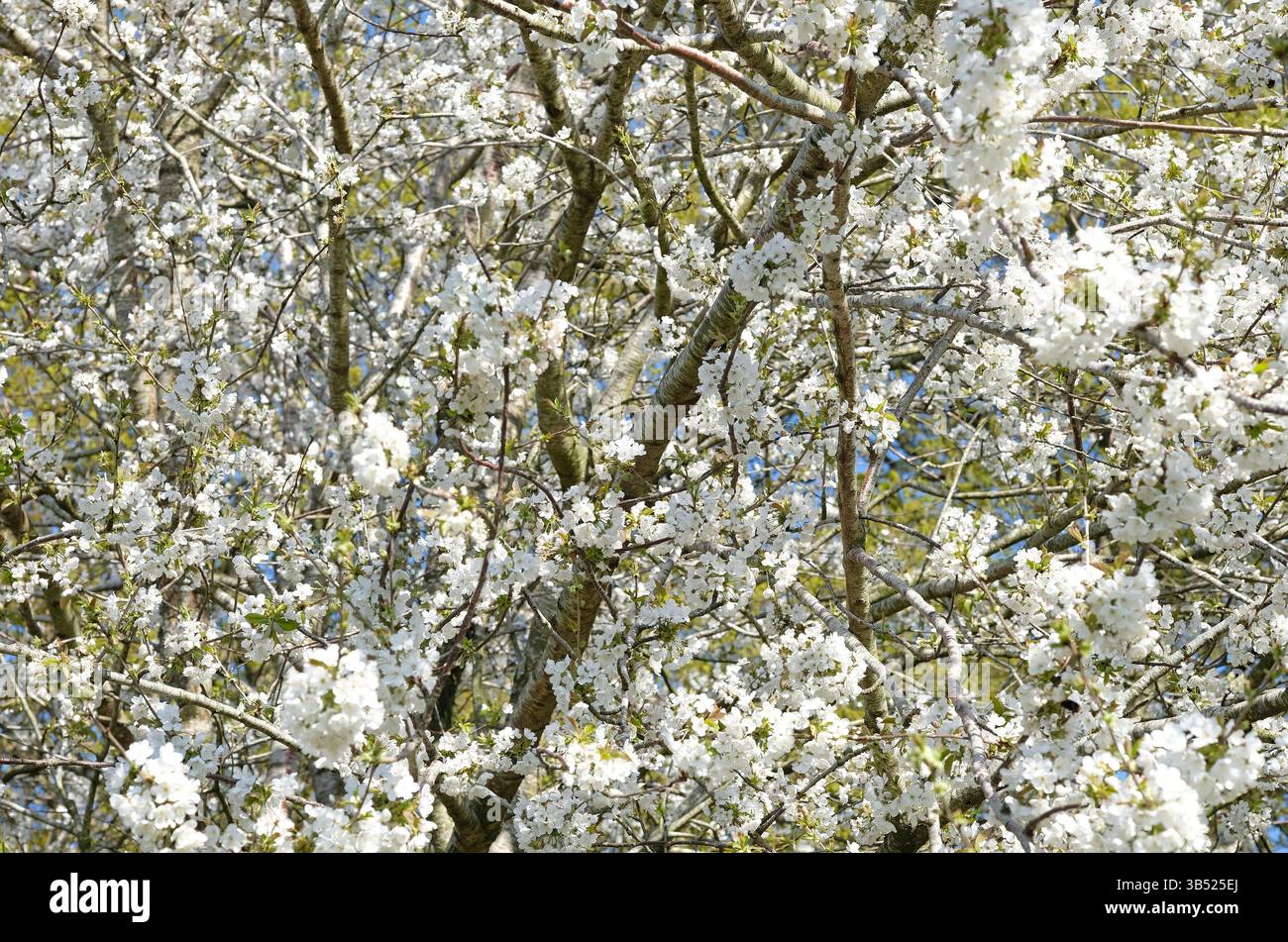 Blühende weiße Schwarzdornblüten, norfolk, england Stockfoto