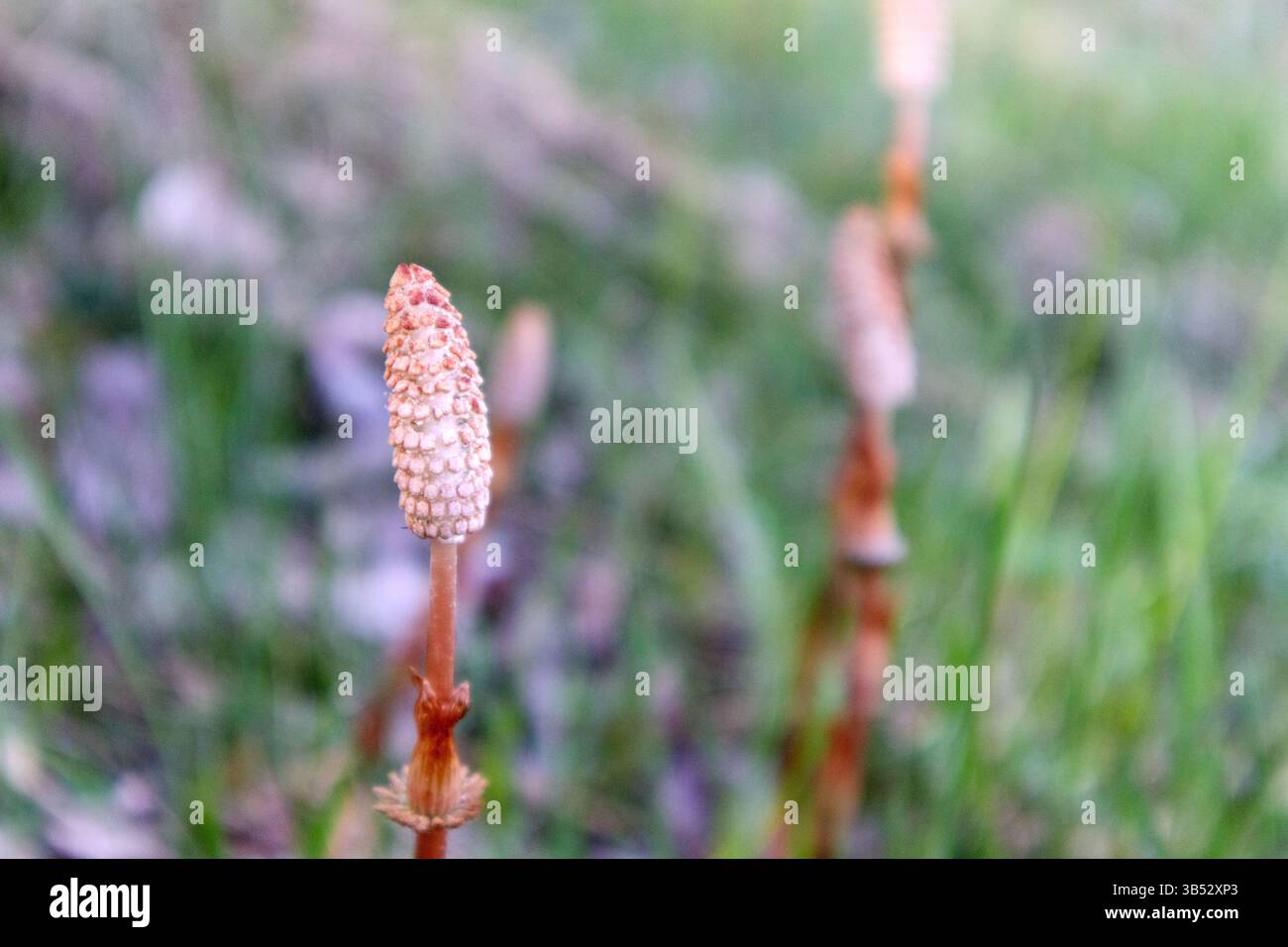 Ein bräunlicher, sporenhaltiger Federkern der gewöhnlichen Schachtelhalmpflanze ist sichtbar, der in einer grasbewachsenen Umgebung wächst. Stockfoto