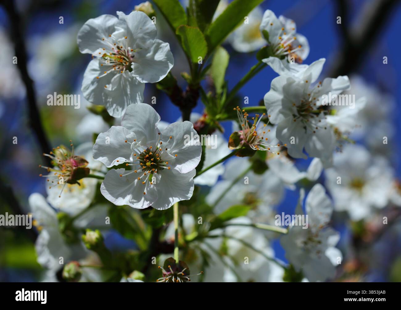 Frühlingsblumen. Apfelblüte in voller Blüte. Selektiver oberflächlicher Fokus auf die nächste Blüte. Oeiras, Lissabon, Portugal. Stockfoto