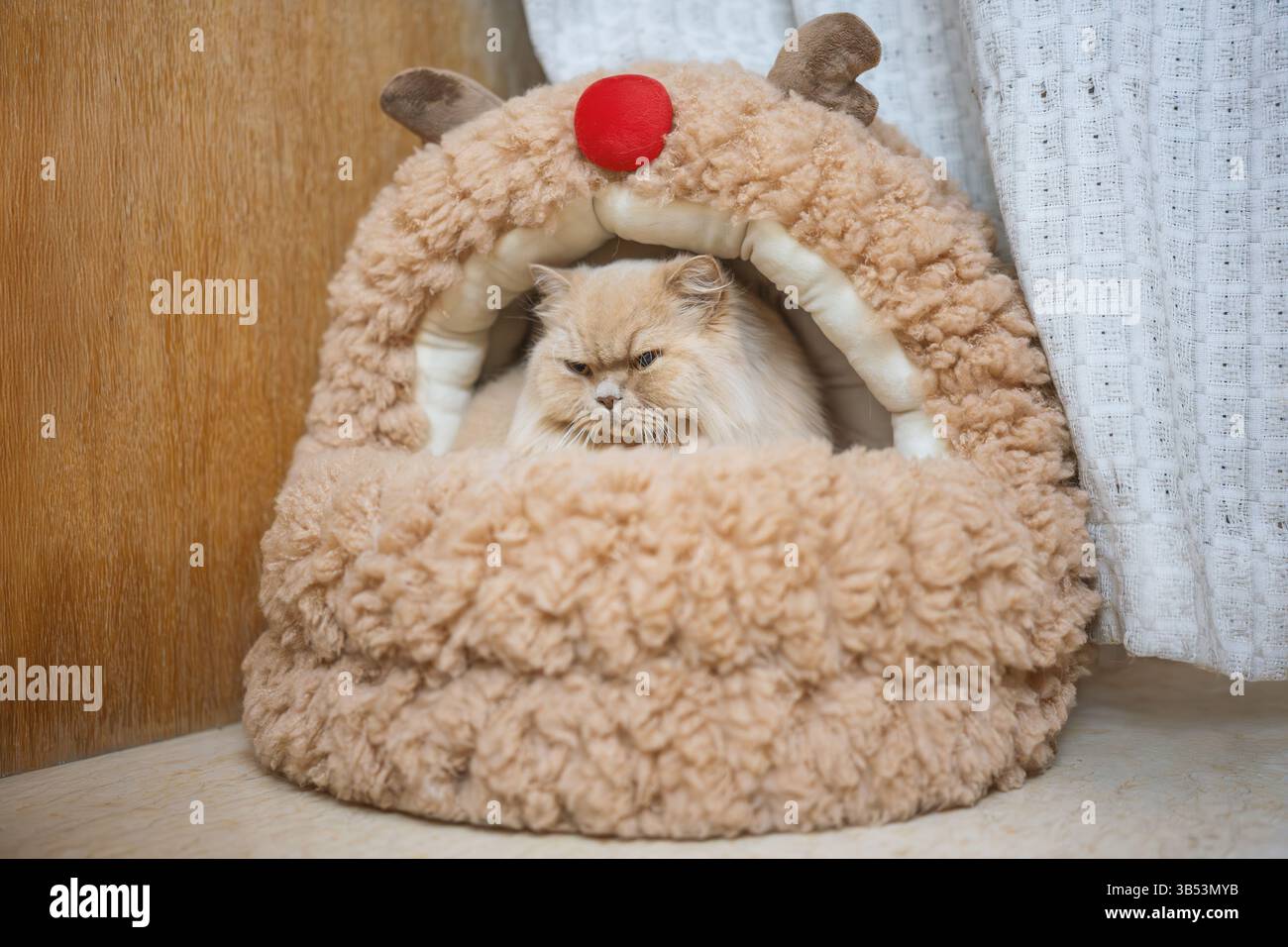 Eine süße, hellgelbe, mollige britische Langhaarkatze schaut ihren Tierbesitzer mit einem verächtlichen, ungeduldigen Ausdruck an, einfach weil sie es nicht geben Stockfoto