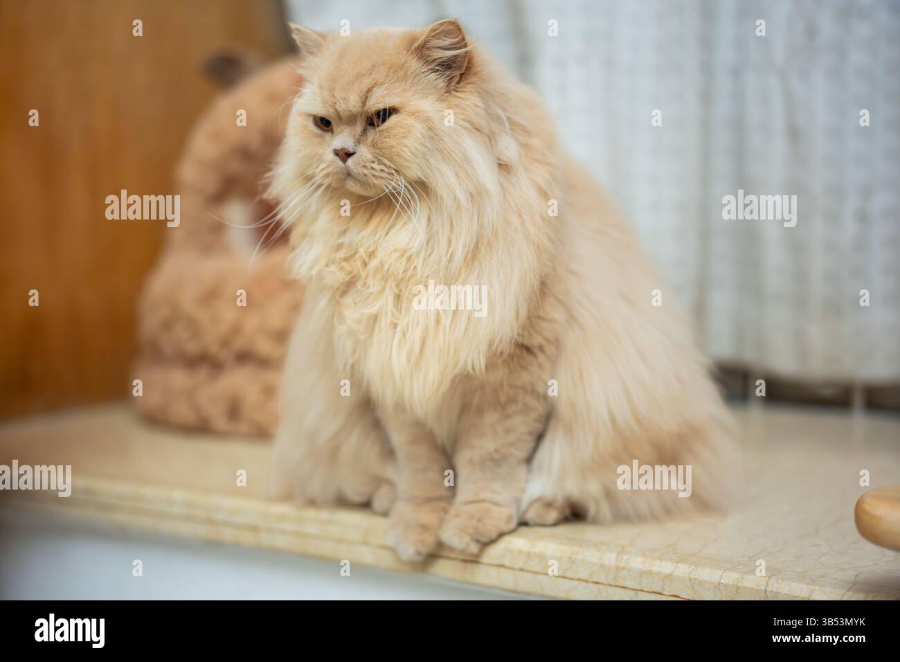 Eine süße, hellgelbe, mollige britische Langhaarkatze schaut ihren Tierbesitzer mit einem verächtlichen, ungeduldigen Ausdruck an, einfach weil sie es nicht geben Stockfoto