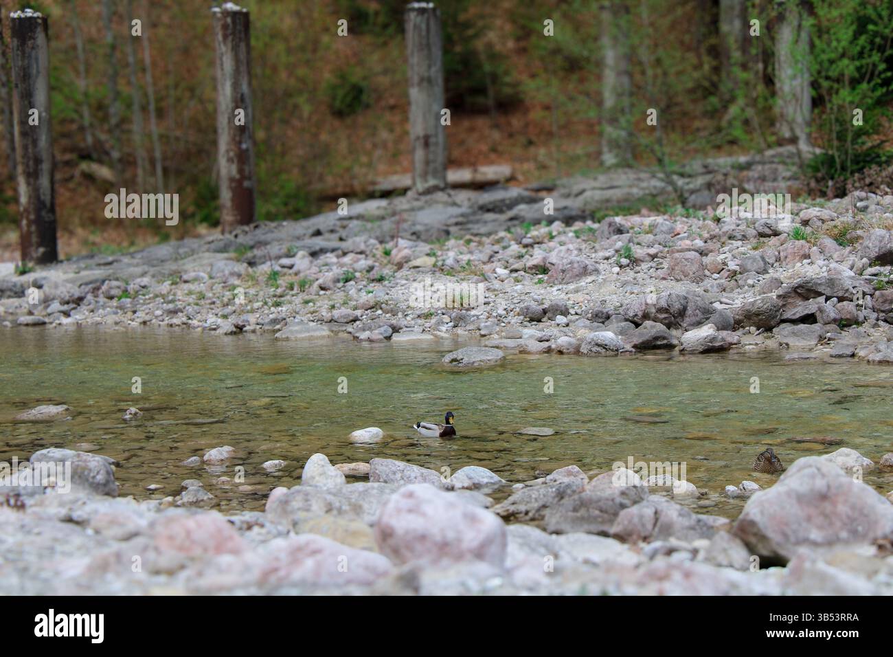 Ruhige Flussszene mit einer Single Mallard Duck Stockfoto