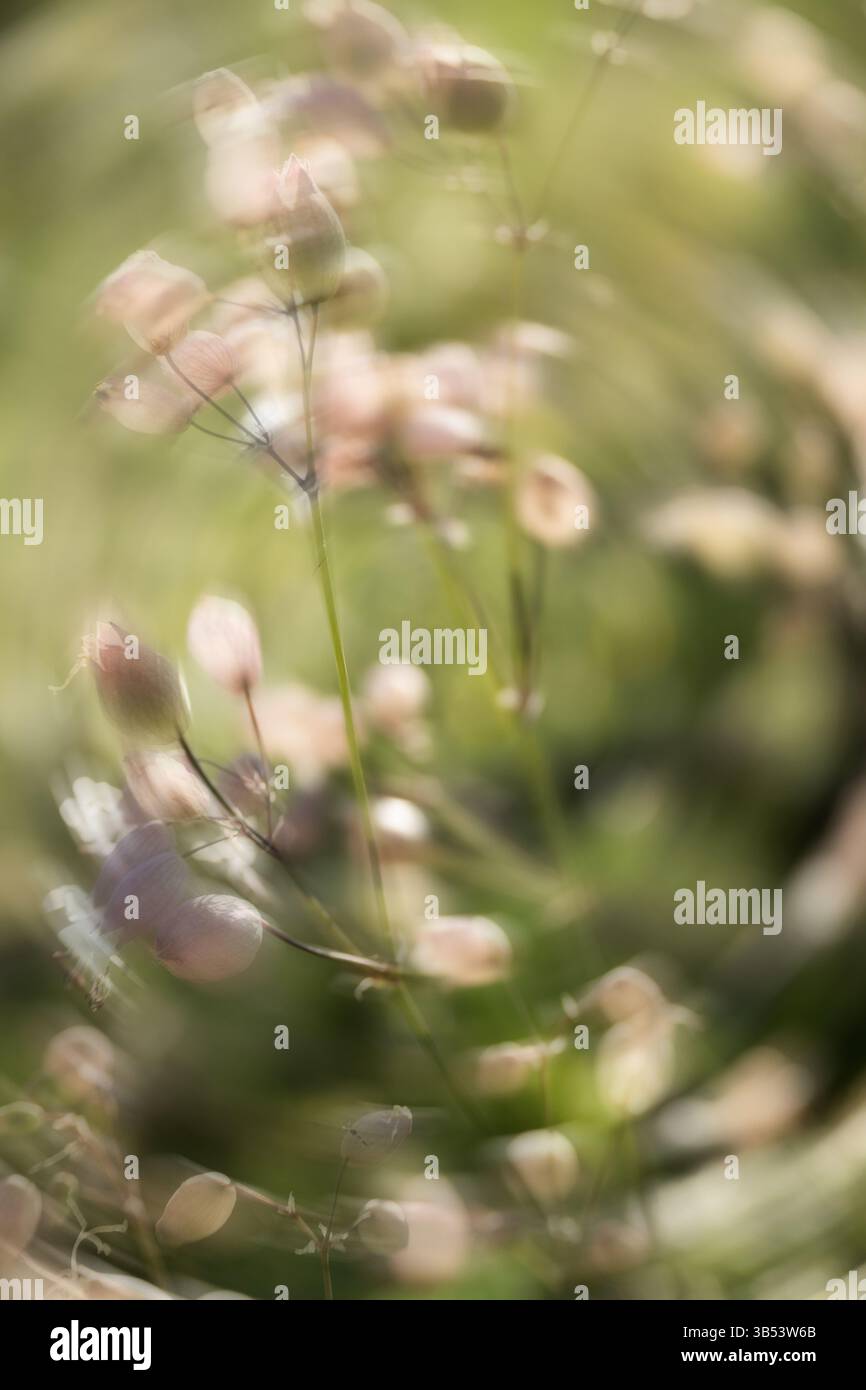 Minimaler Naturhintergrund mit Bewegungseffekt. Platzhalter und Leerzeichen für Text. Stockfoto