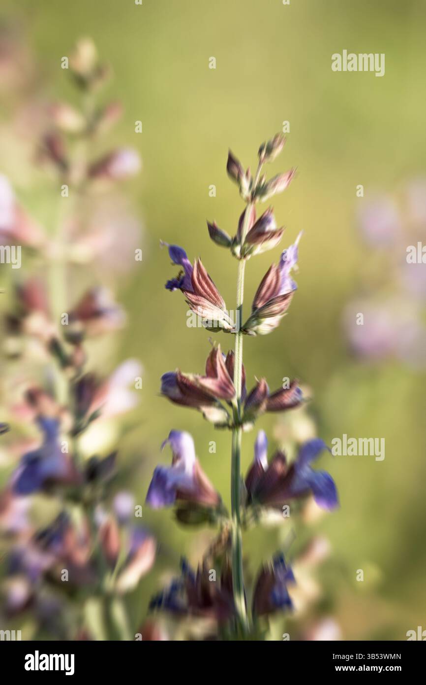 Minimaler Naturhintergrund mit Bewegungseffekt. Platzhalter und Leerzeichen für Text. Stockfoto