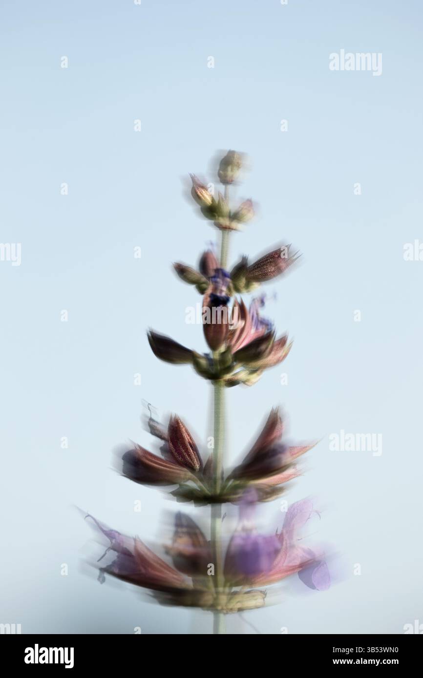 Minimaler Naturhintergrund mit Bewegungseffekt. Platzhalter und Leerzeichen für Text. Stockfoto