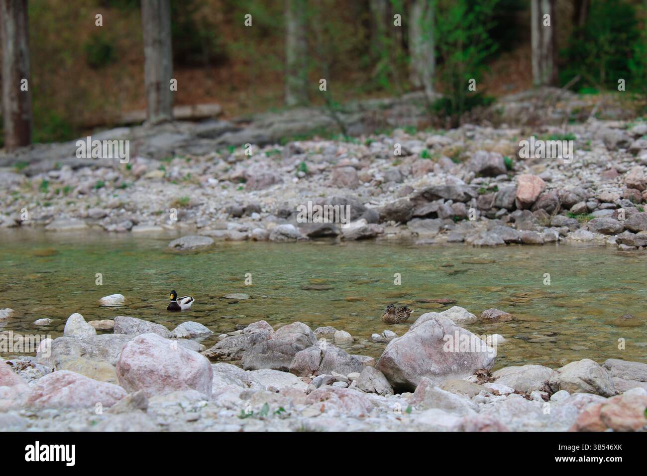 Üppiger grüner Wald rund um den Serene River mit einer Ente Stockfoto