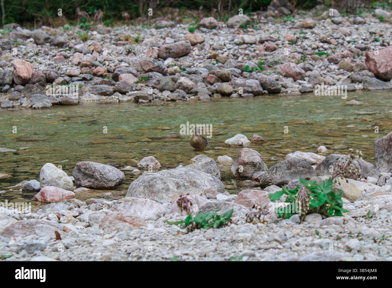 Die Ente schwimmt friedlich im flachen Freshwater River Stockfoto