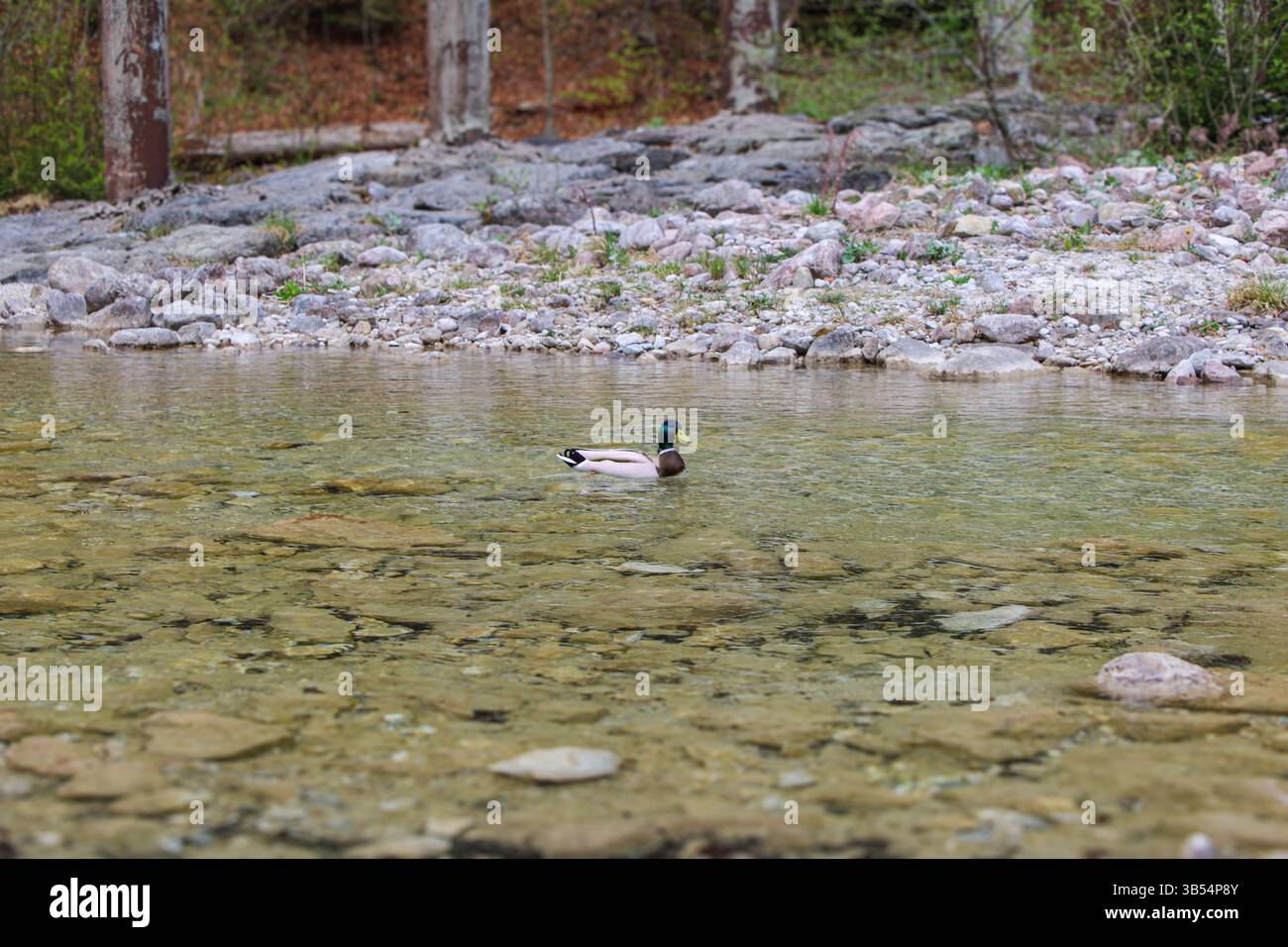 Ruhiger Bergsee mit Holzsteg und Enten in ruhiger Waldlage Stockfoto