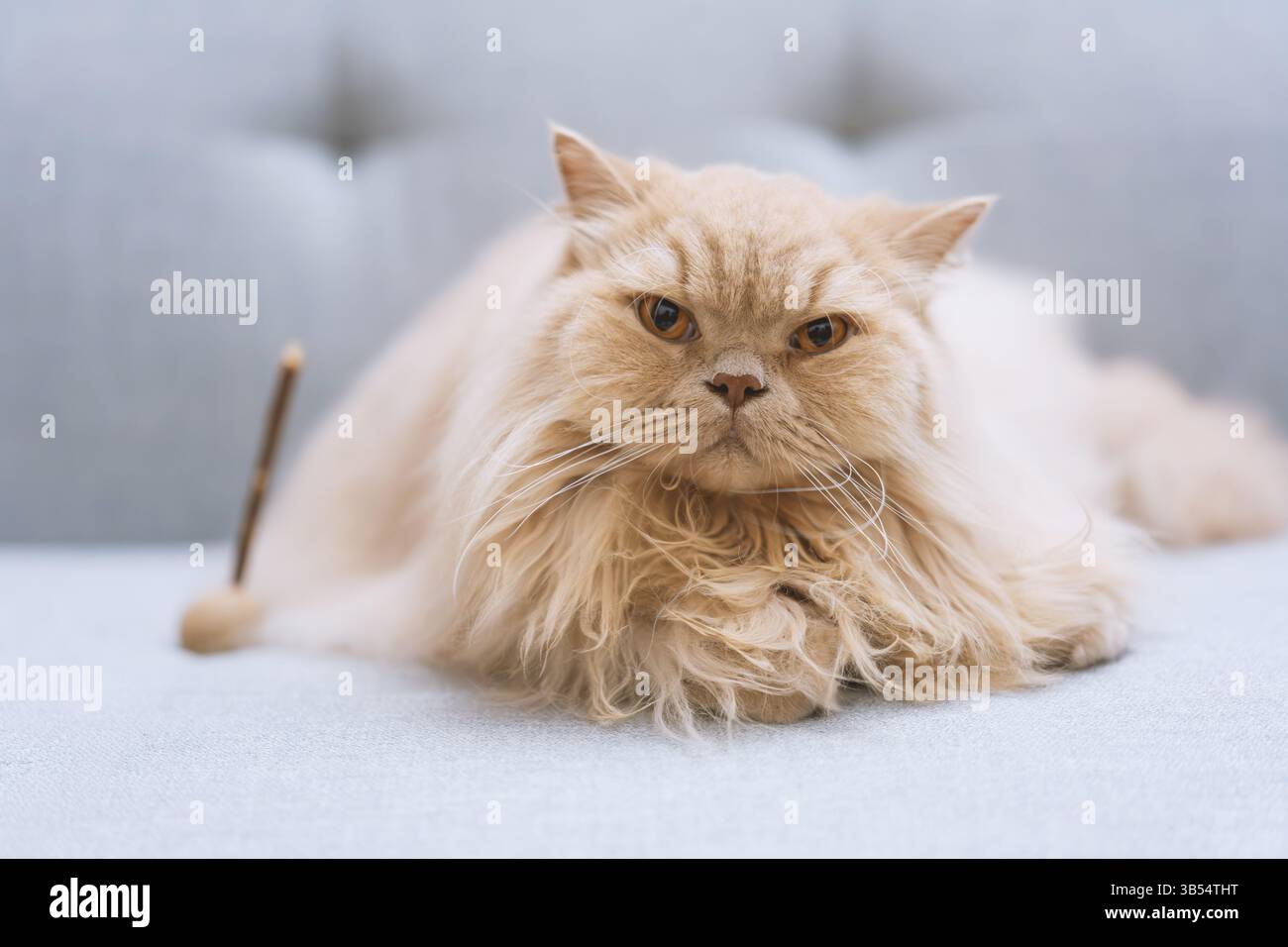 Eine süße, hellgelbe, mollige britische Langhaarkatze schaut ihren Tierbesitzer mit einem verächtlichen, ungeduldigen Ausdruck an, einfach weil sie es nicht geben Stockfoto