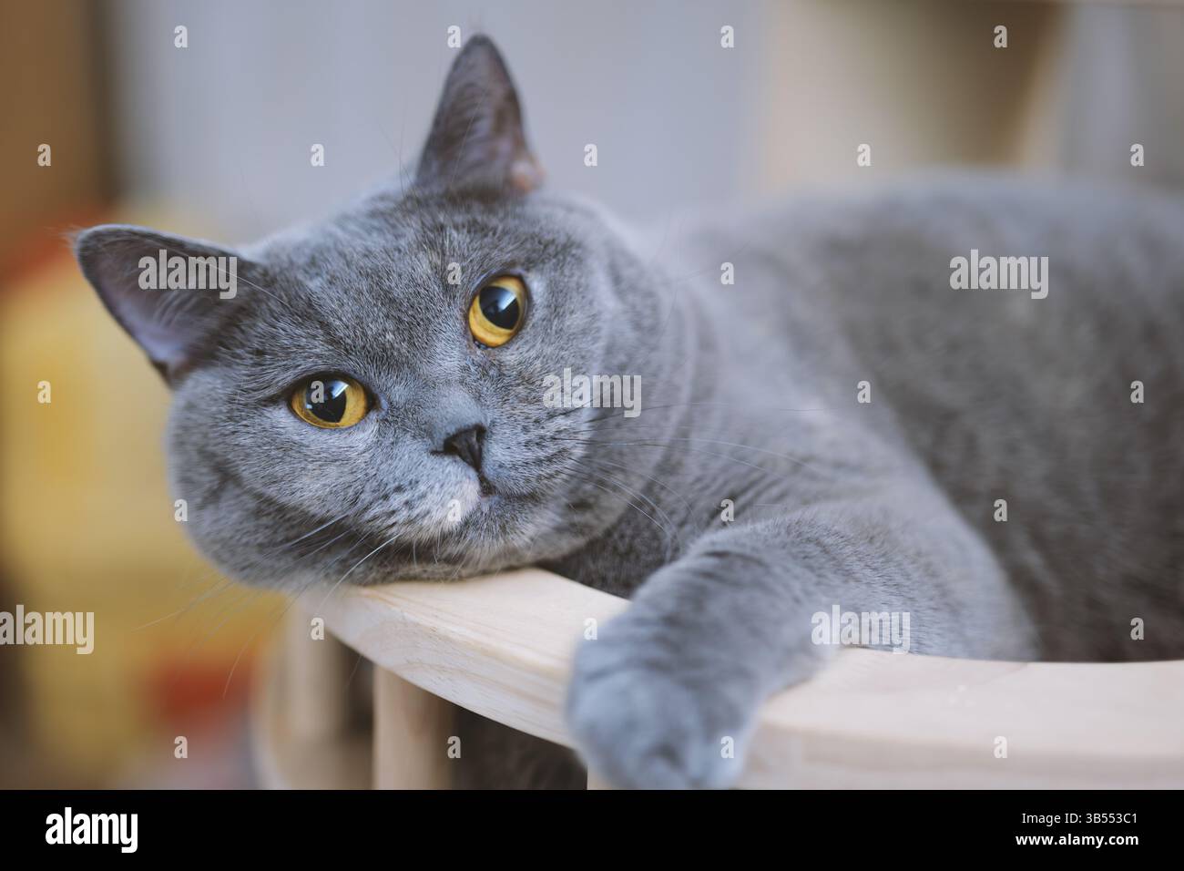 Eine graue britische Kurzhaarkatze liegt auf einem Tisch und schaut ihr Haustier mit einem entspannten und zufriedenen Ausdruck an. Stockfoto