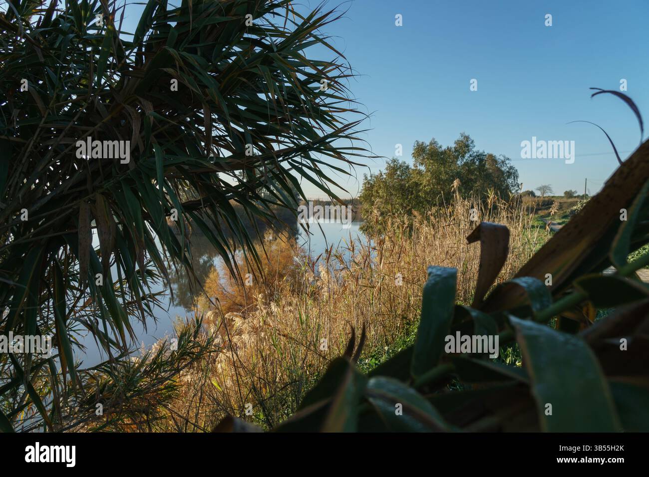 Ruhiger Blick Auf Den See Durch Üppiges Grün Unter Klarem Blauem Himmel Stockfoto