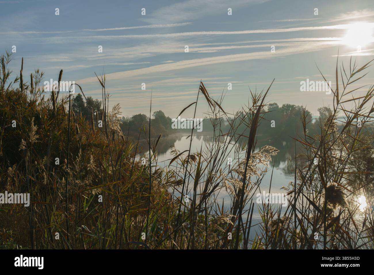 Sonnenaufgang über dem Misty Lake, umgeben von wilden Gräsern und ruhiger Natur Stockfoto