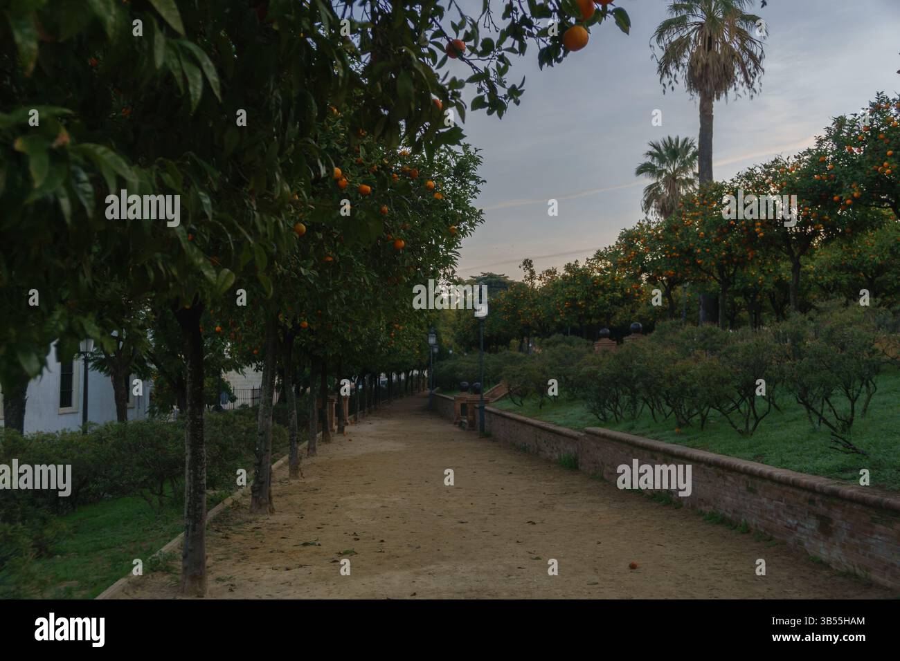 Serene Orange Grove Pathway Stockfoto