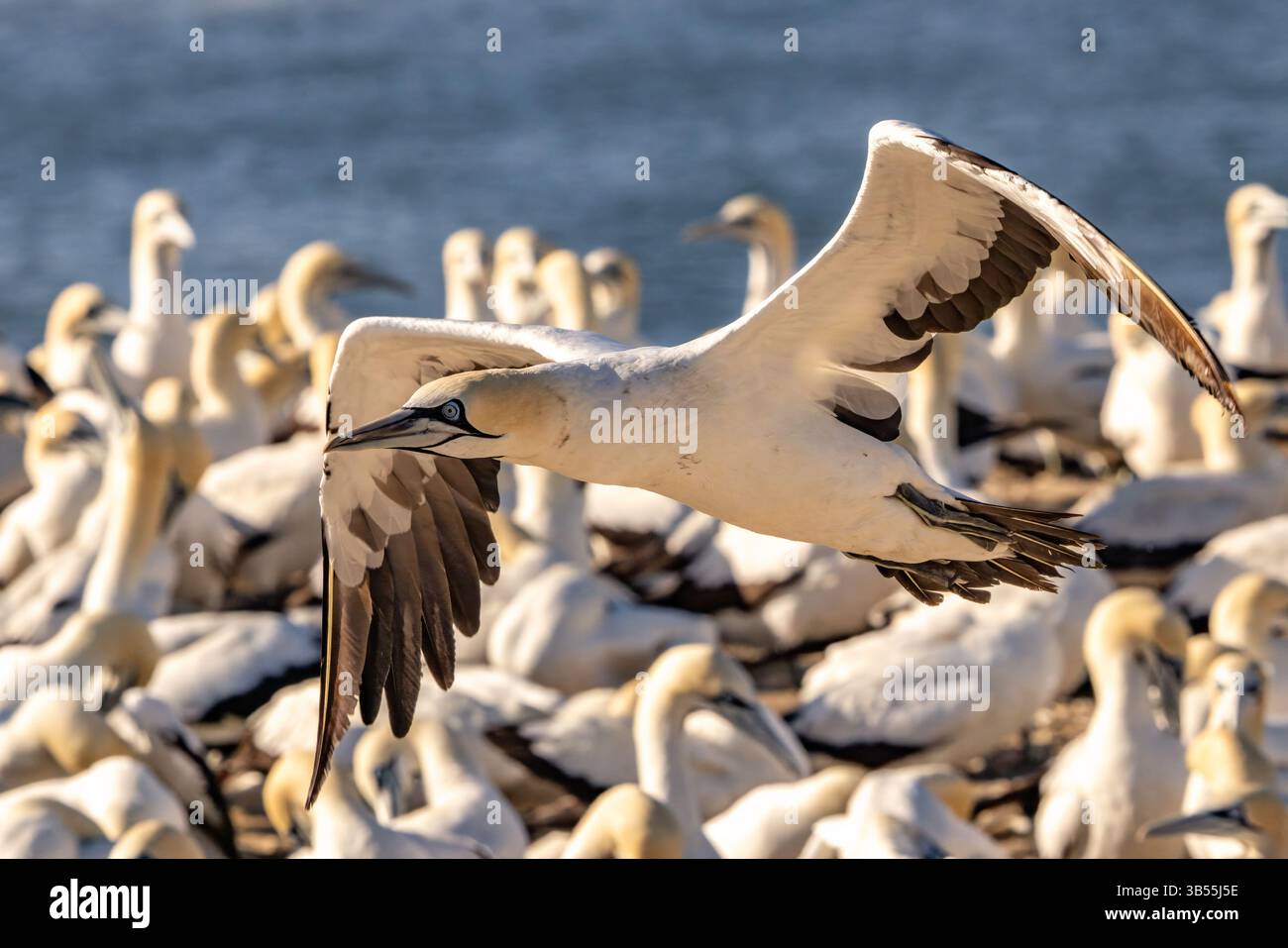 Ein Kap-Tölpel im Flug. Stockfoto