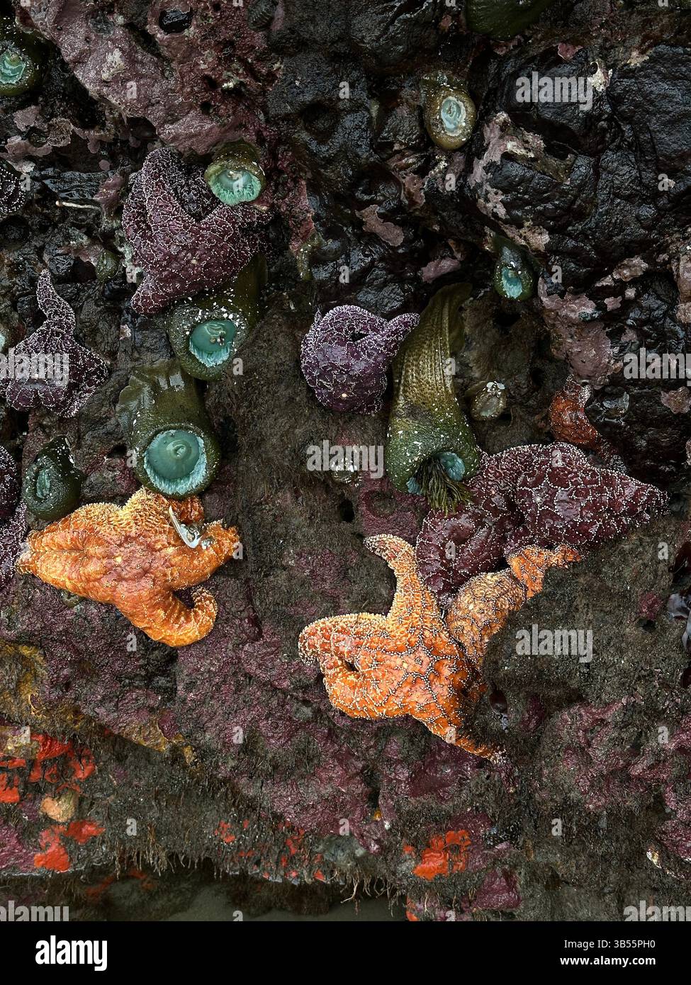 Seesterne und Anemonen an einem Felsen bei Ebbe am Face Rock Beach in Bandon, Oregon. Stockfoto