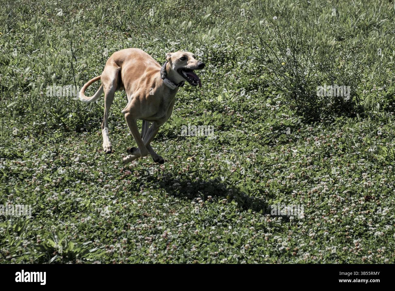 Ivo, der spanische windhund, der in einem Park läuft und spielt Stockfoto
