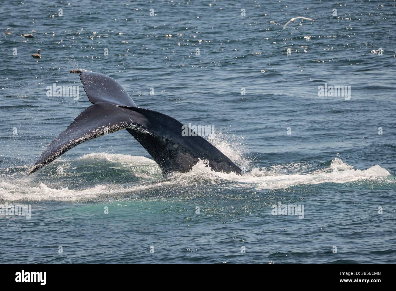 Schwanz des Buckelwals vor der Küste von Cape Cod Stockfoto