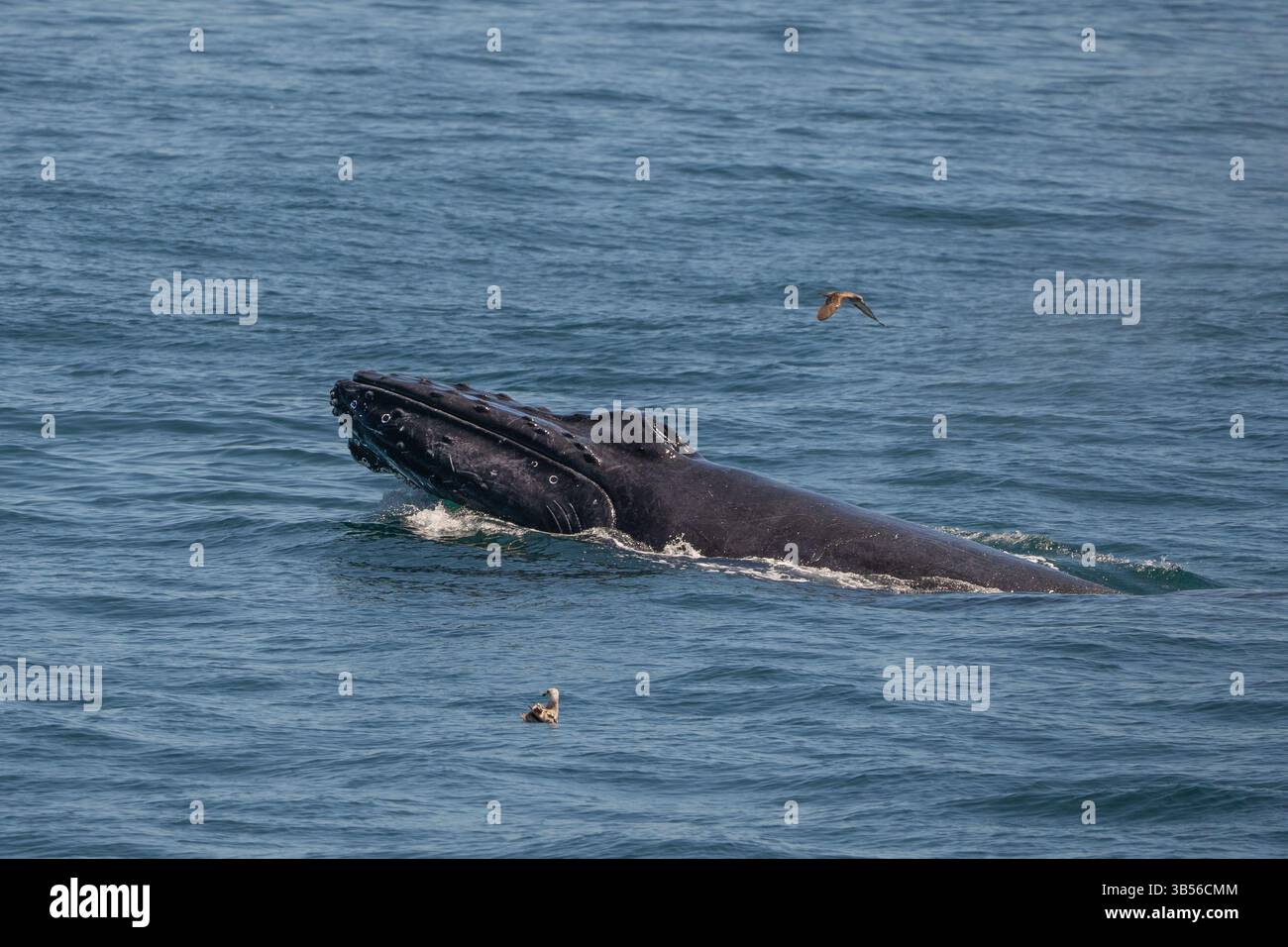 Buckelwale füttern vor der Küste von Cape Cod Stockfoto