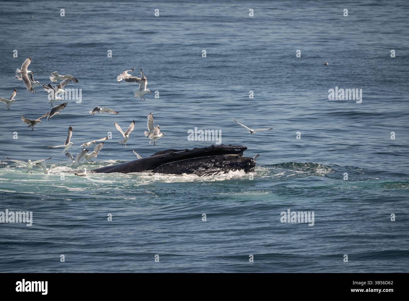 Buckelwale, die sich vor der Küste von Cape Cod ernähren Stockfoto