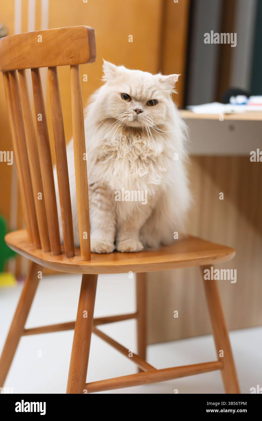 Eine süße, hellgelbe, mollige britische Langhaarkatze schaut ihren Tierbesitzer mit einem verächtlichen, ungeduldigen Ausdruck an, einfach weil sie es nicht geben Stockfoto