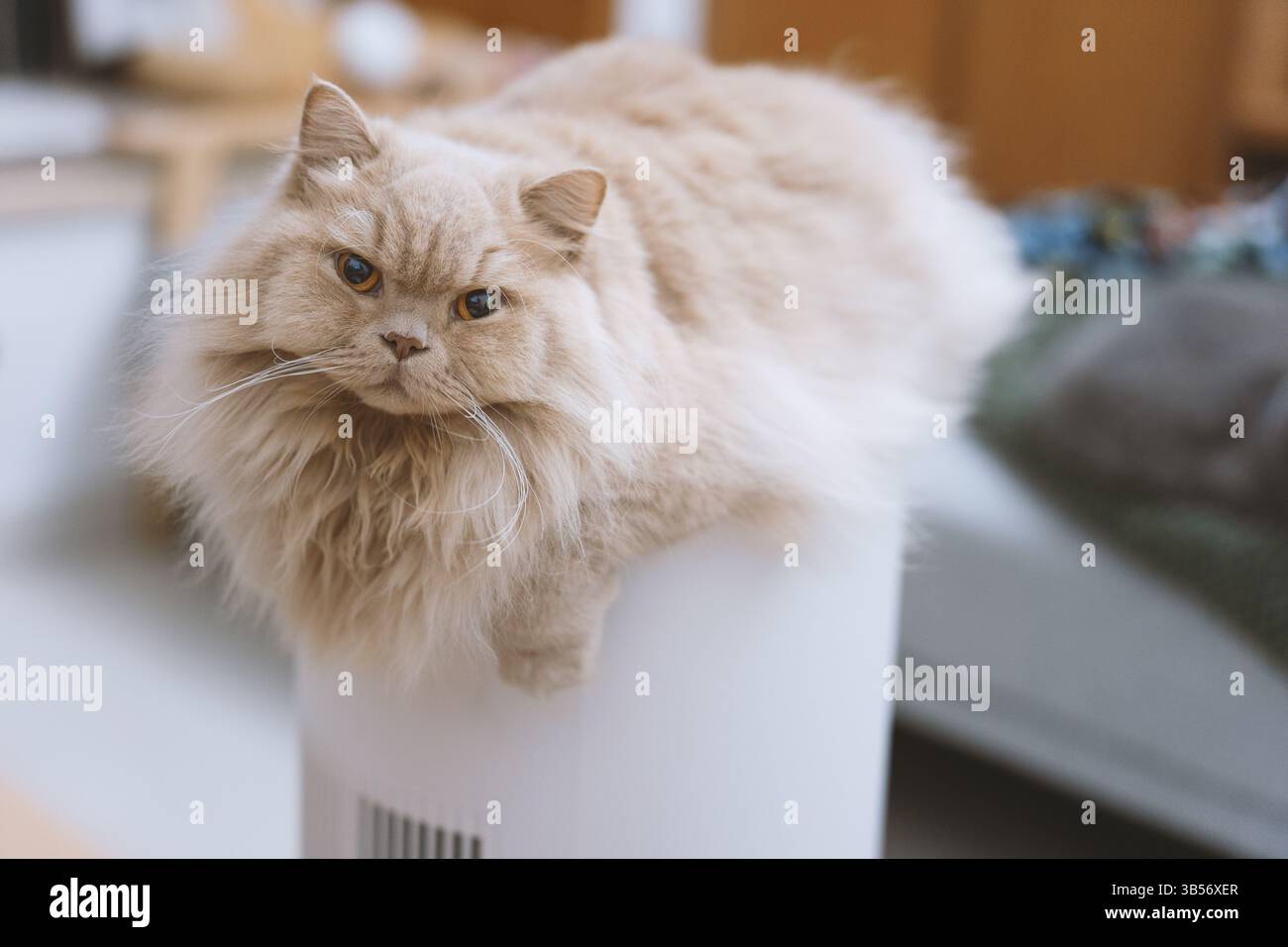 Eine süße, hellgelbe, mollige britische Langhaarkatze schaut ihren Tierbesitzer mit einem verächtlichen, ungeduldigen Ausdruck an, einfach weil sie es nicht geben Stockfoto