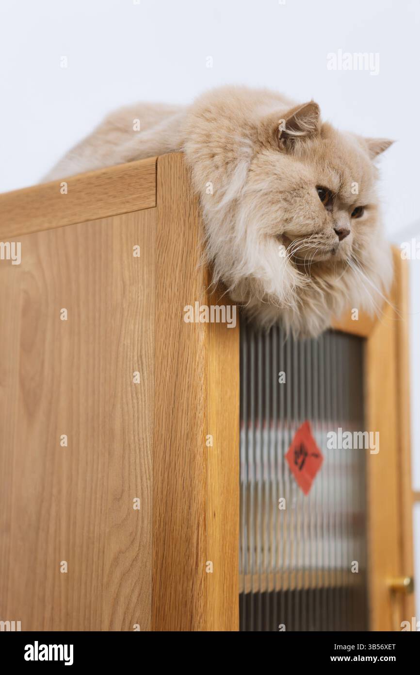 Eine süße, hellgelbe, mollige britische Langhaarkatze schaut ihren Tierbesitzer mit einem verächtlichen, ungeduldigen Ausdruck an, einfach weil sie es nicht geben Stockfoto