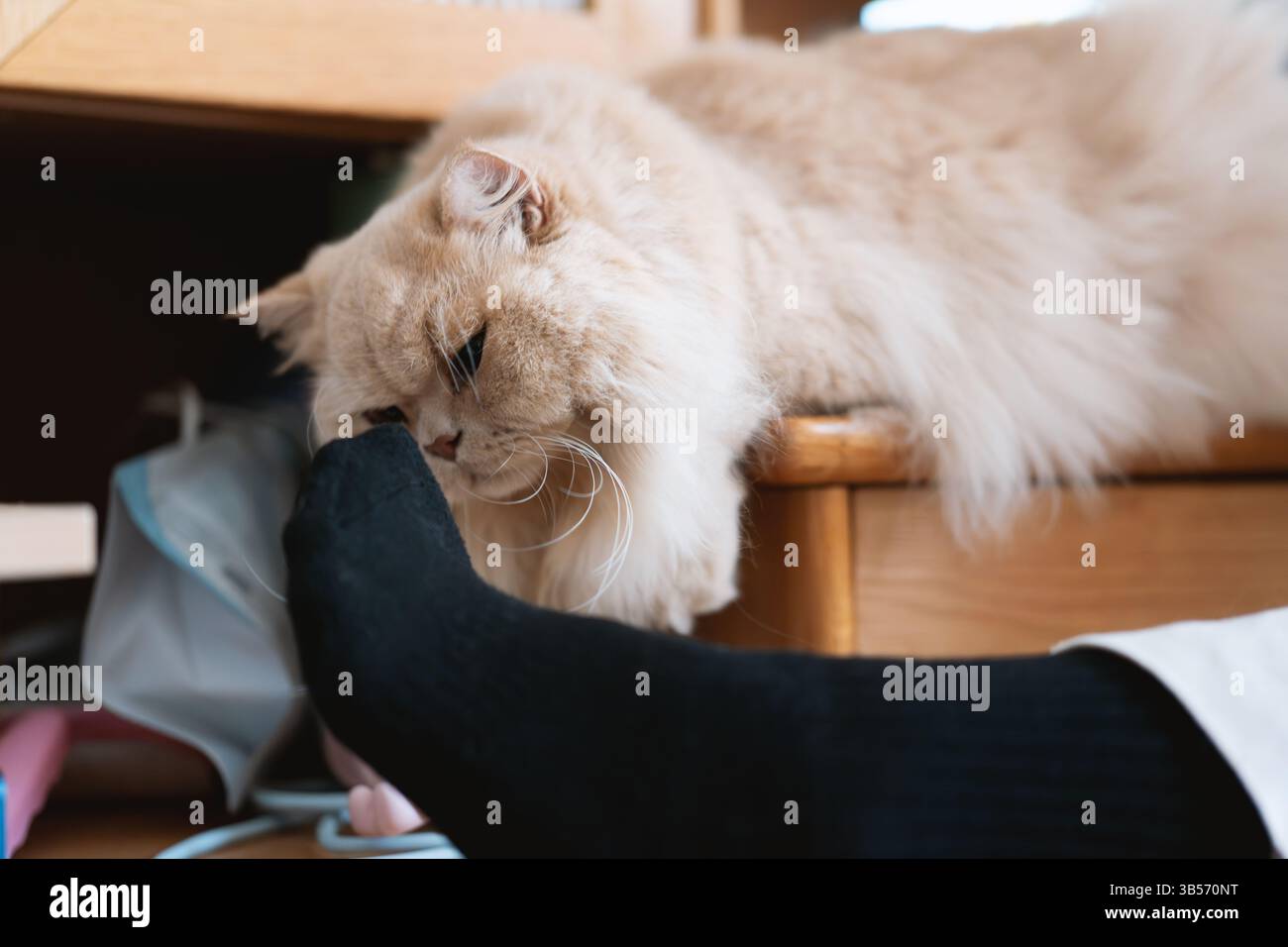 Eine süße, hellgelbe, mollige britische Langhaarkatze schaut ihren Tierbesitzer mit einem verächtlichen, ungeduldigen Ausdruck an, einfach weil sie es nicht geben Stockfoto
