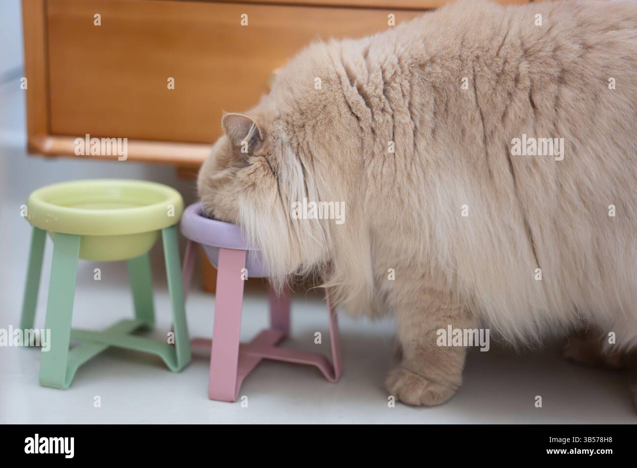 Eine niedliche Katze isst Katzenminze-Leckereien in einem hellen Innenbereich, mit Sonnenlicht auf ihrem schlanken Fell Stockfoto