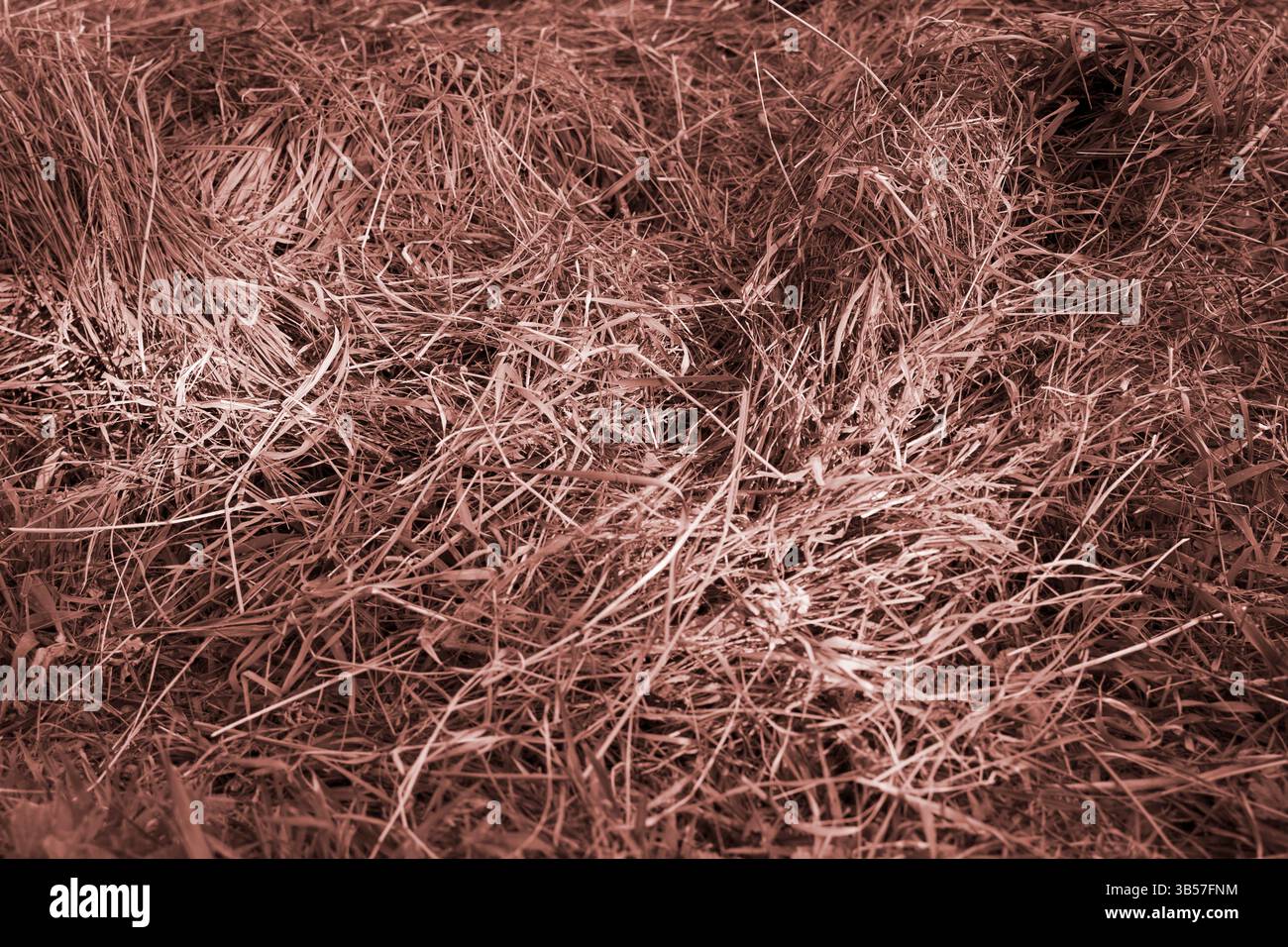 Nahaufnahme von trockenem Heu, das auf dem Boden in Sepia-Farbtönen, natürlichem Texturstil, auf einem Hintergrund im Freien verteilt wird und das rustikale Bauernleben repräsentiert Stockfoto