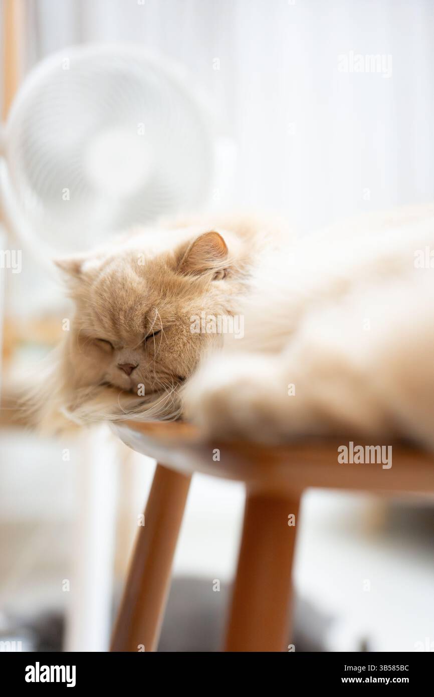 Eine gelbe britische Langhaarkatze, die drinnen auf dem Balkon steht und sich in der Sonne sonnt, während sie die Brise genießt Stockfoto