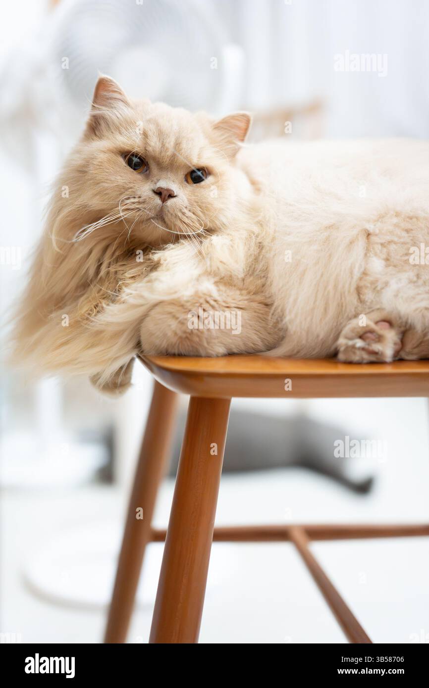 Eine gelbe britische Langhaarkatze, die drinnen auf dem Balkon steht und sich in der Sonne sonnt, während sie die Brise genießt Stockfoto