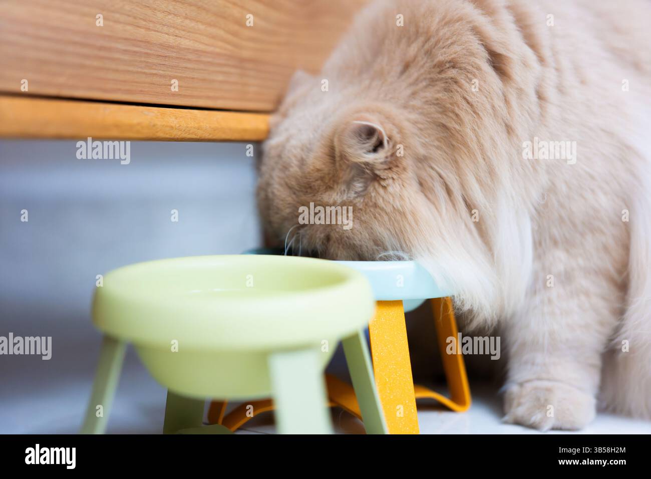 Eine niedliche Katze isst Katzenminze-Leckereien in einem hellen Innenbereich, mit Sonnenlicht auf ihrem schlanken Fell Stockfoto