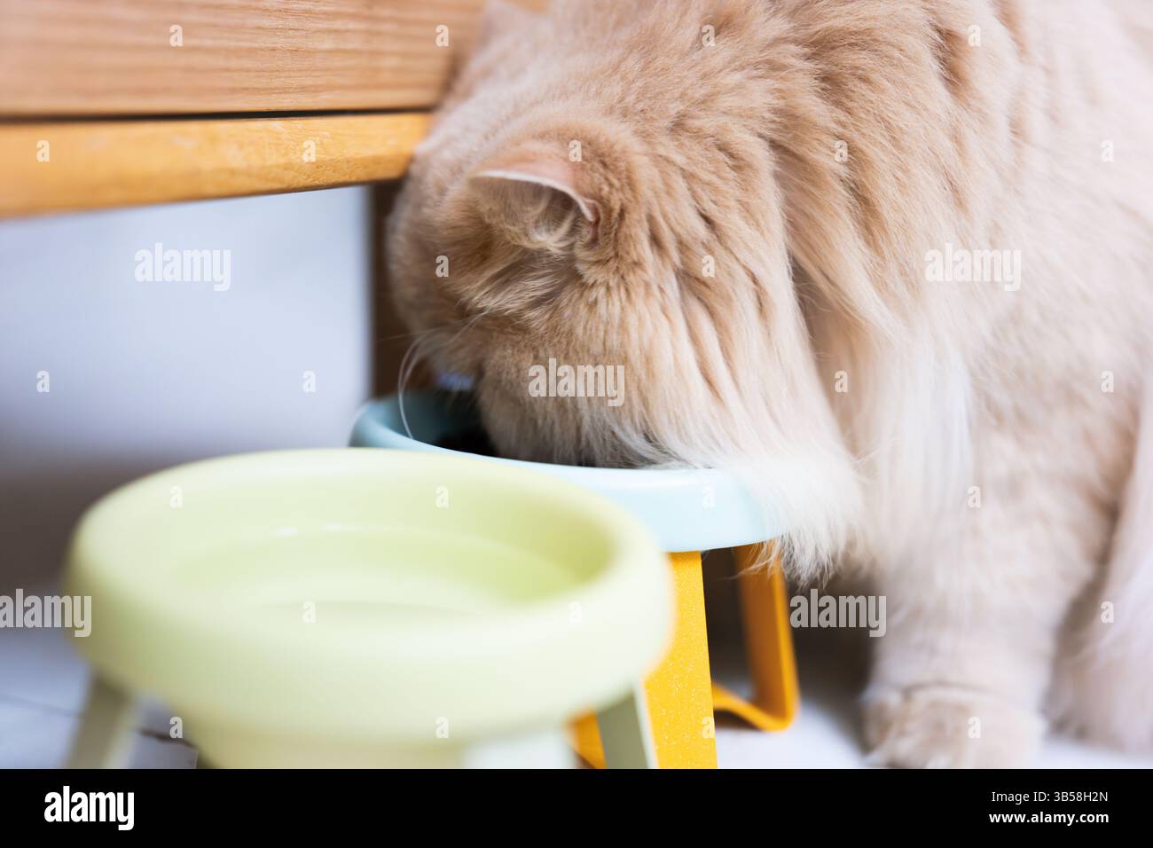 Eine niedliche Katze isst Katzenminze-Leckereien in einem hellen Innenbereich, mit Sonnenlicht auf ihrem schlanken Fell Stockfoto