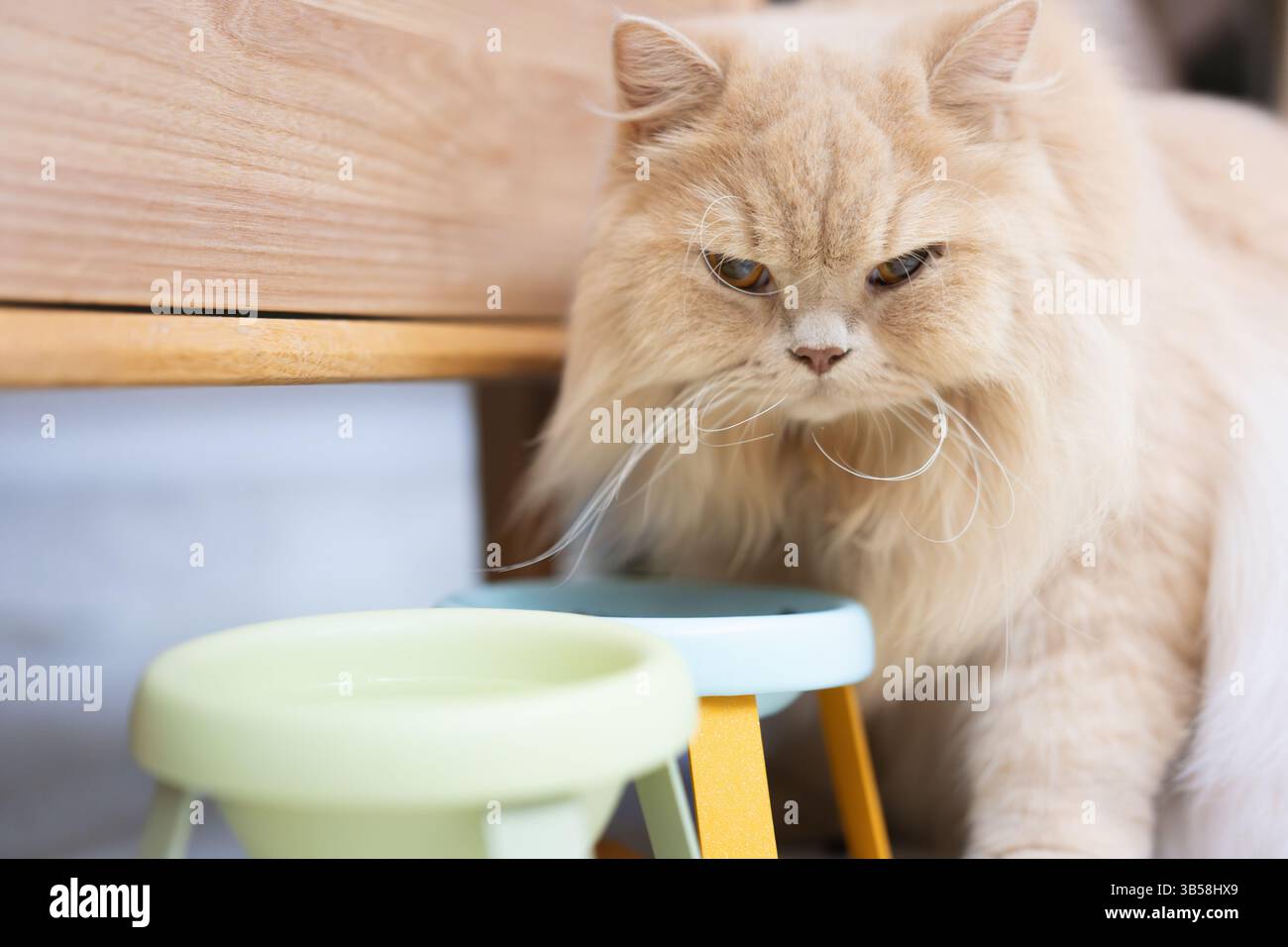 Eine niedliche Katze isst Katzenminze-Leckereien in einem hellen Innenbereich, mit Sonnenlicht auf ihrem schlanken Fell Stockfoto